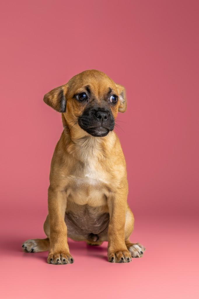 Enlarge Collette, an adopted mixed breed in Tyler, TX image 3/4