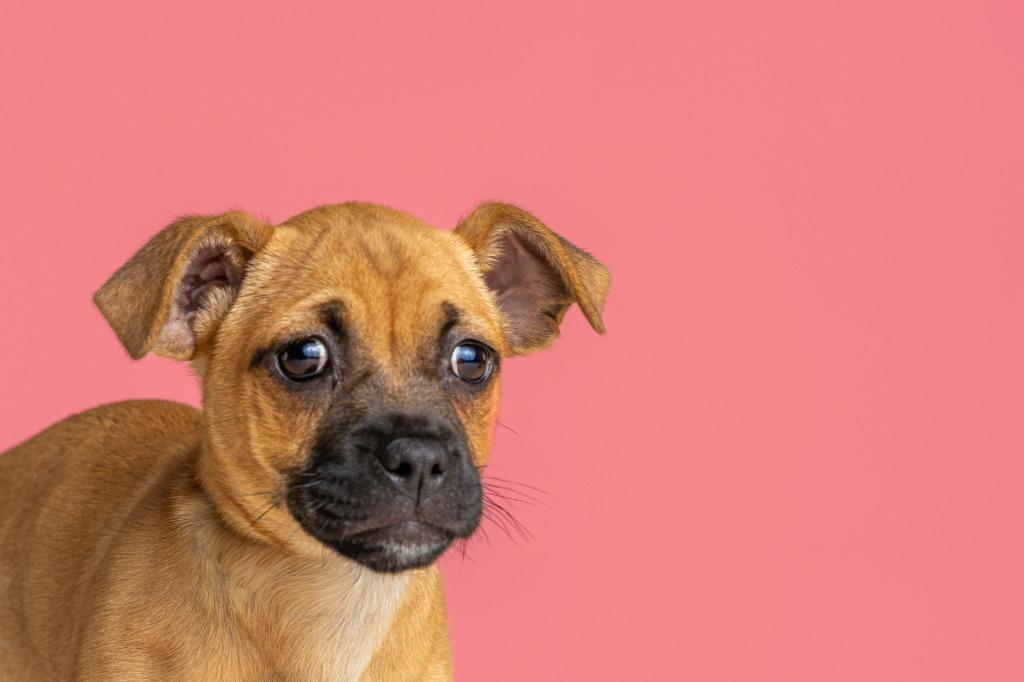 Enlarge Collette, an adopted mixed breed in Tyler, TX image 2/4