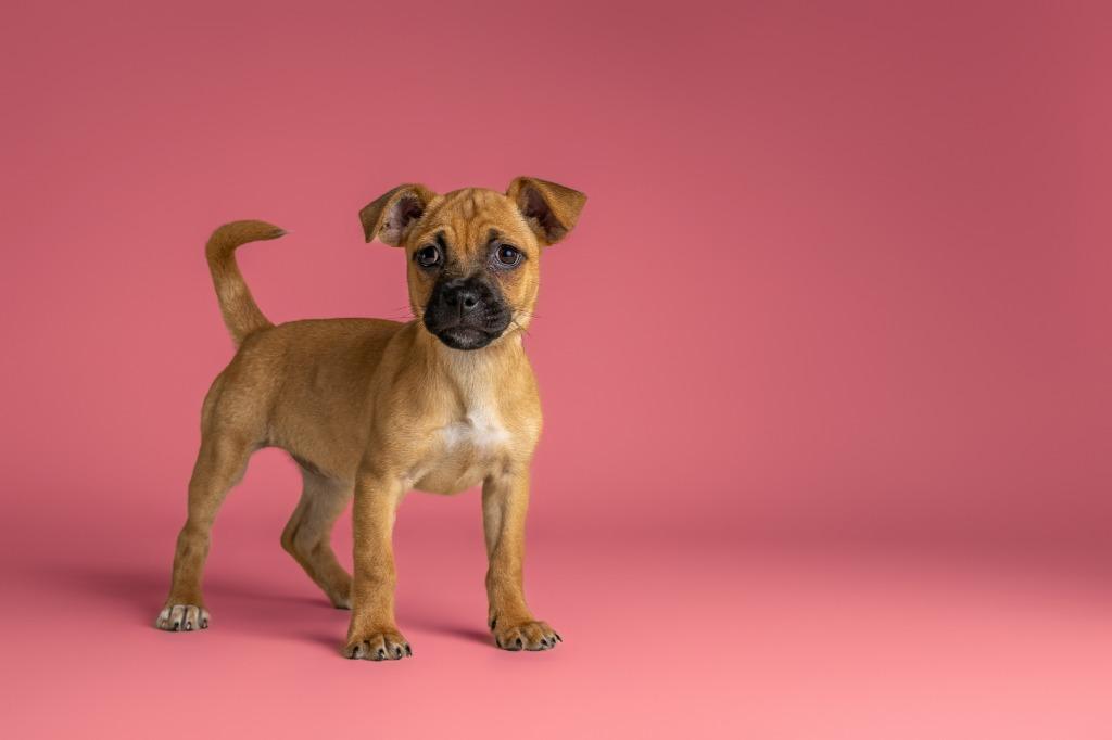 Enlarge Collette, an adopted mixed breed in Tyler, TX image 1/4