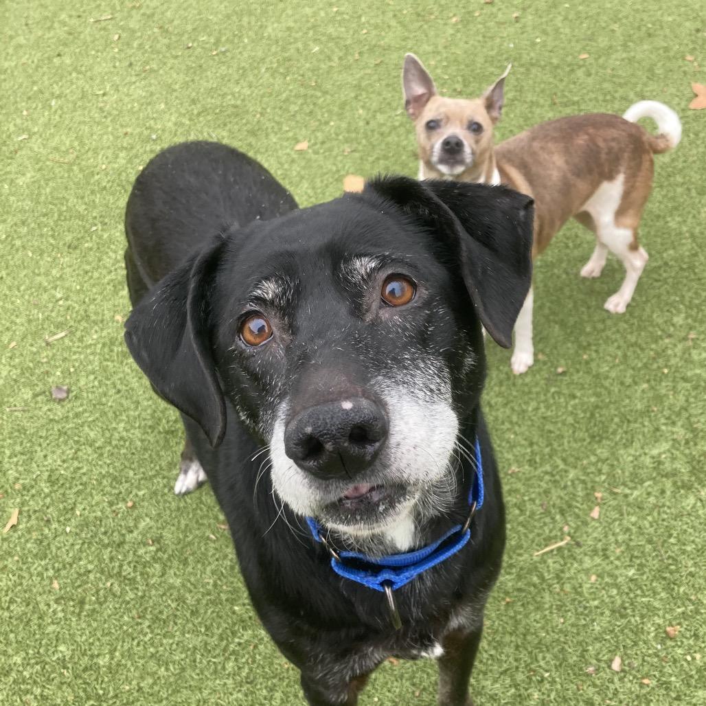 Nadine, Adoptable, Senior Female Mixed Breed.