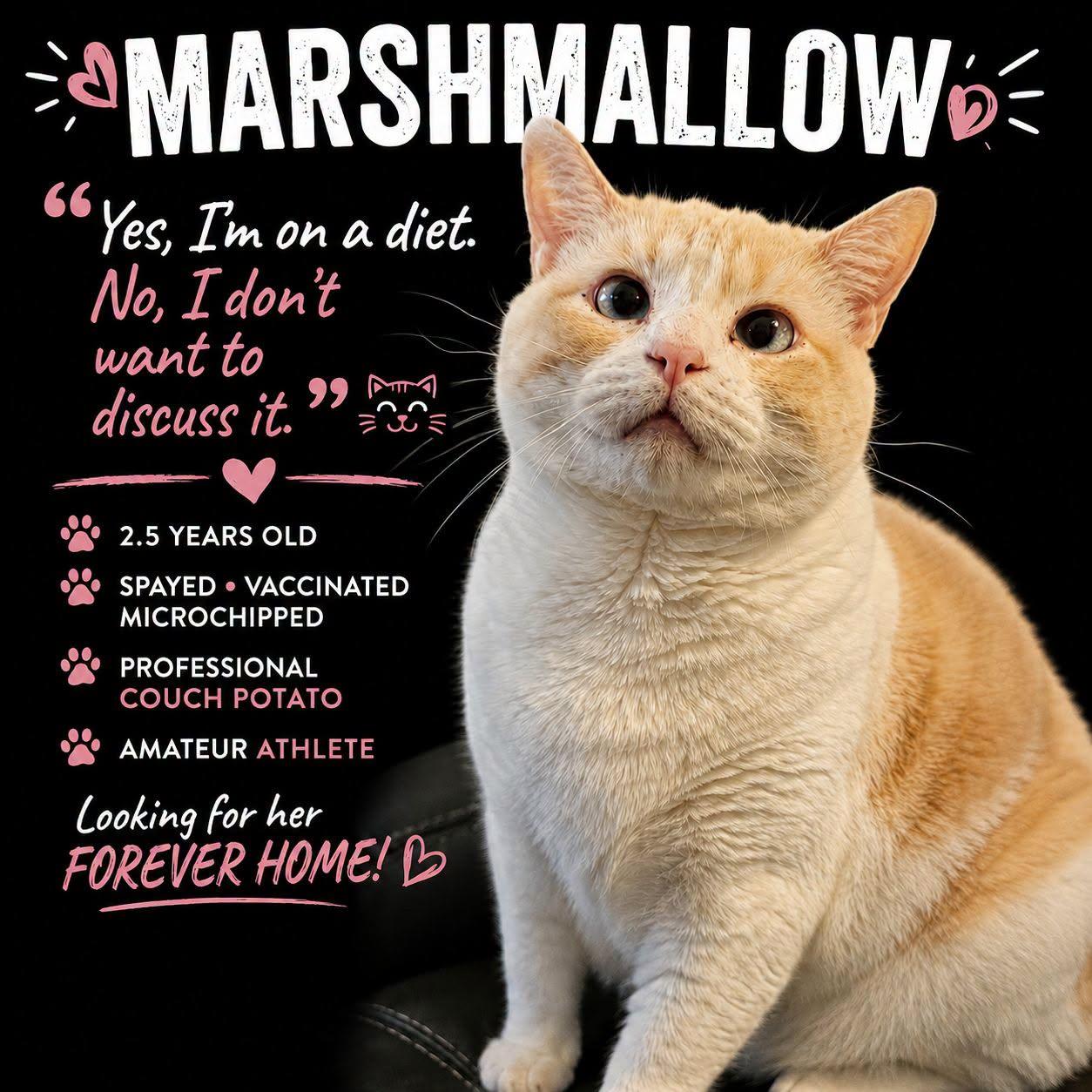 Marshmallow -- (df), Adopted, Adult Female Siamese & Domestic Short Hair.