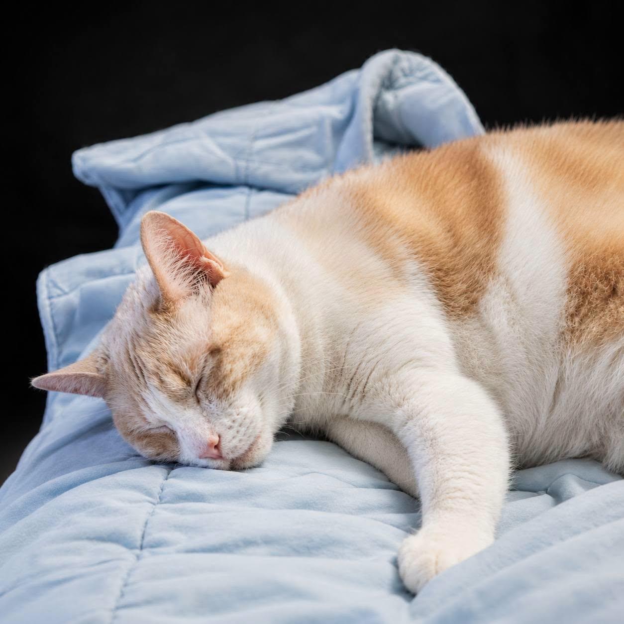 Marshmallow -- (df), a Adopted mixed breed in Council Bluffs, IA image 2/3