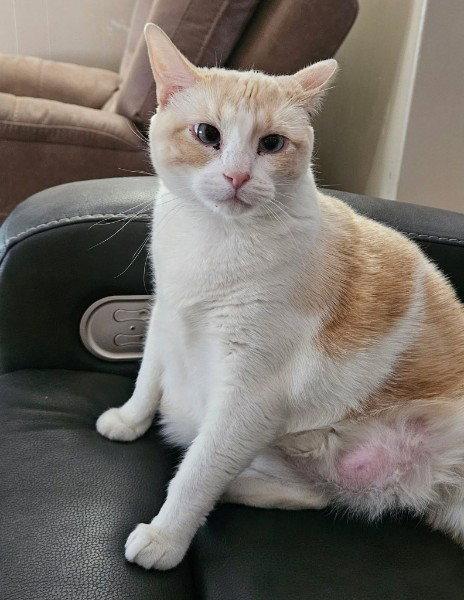 Marshmallow -- (df), a Adopted mixed breed in Council Bluffs, IA image 3/3