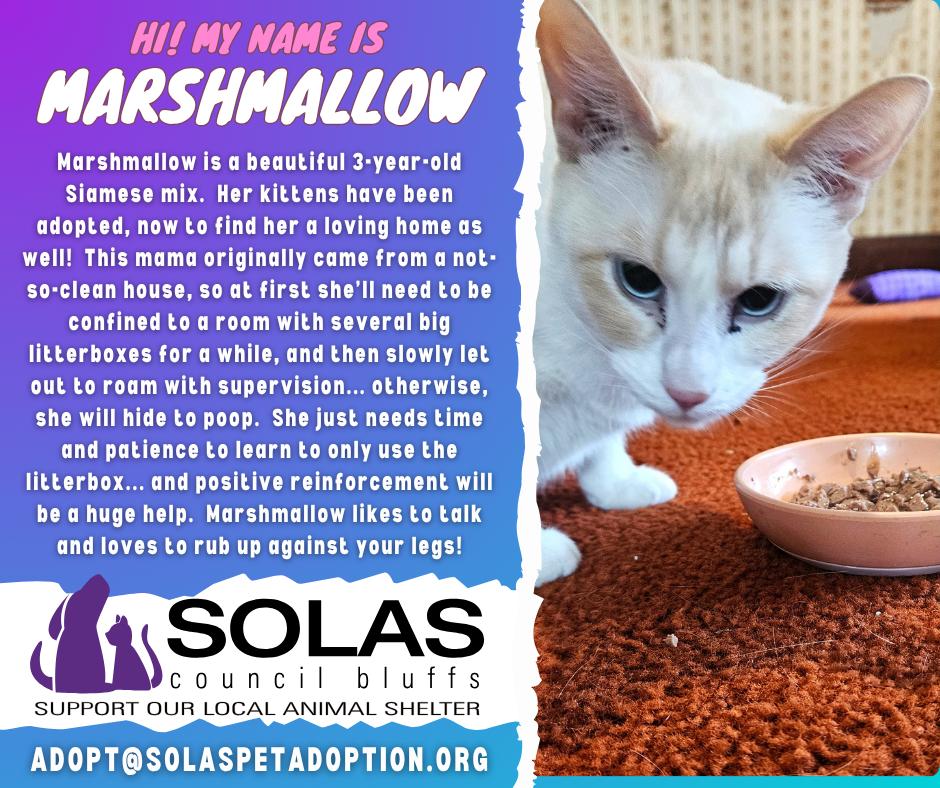 Enlarge Marshmallow -- (df), a Adopted mixed breed in Council Bluffs, IA image 2/2