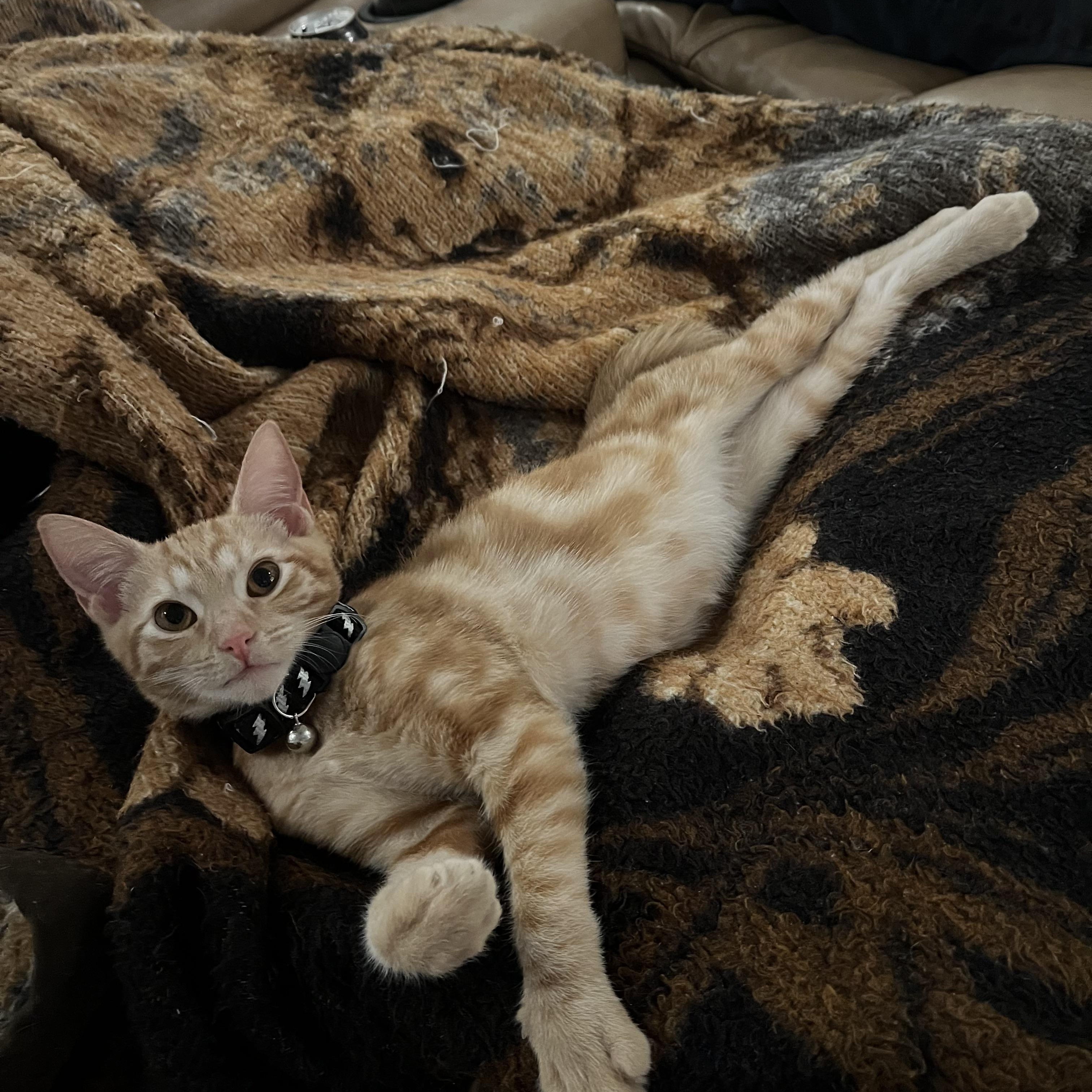 Enlarge Squash, an adopted Domestic Short Hair in Seneca, SC image 2/6