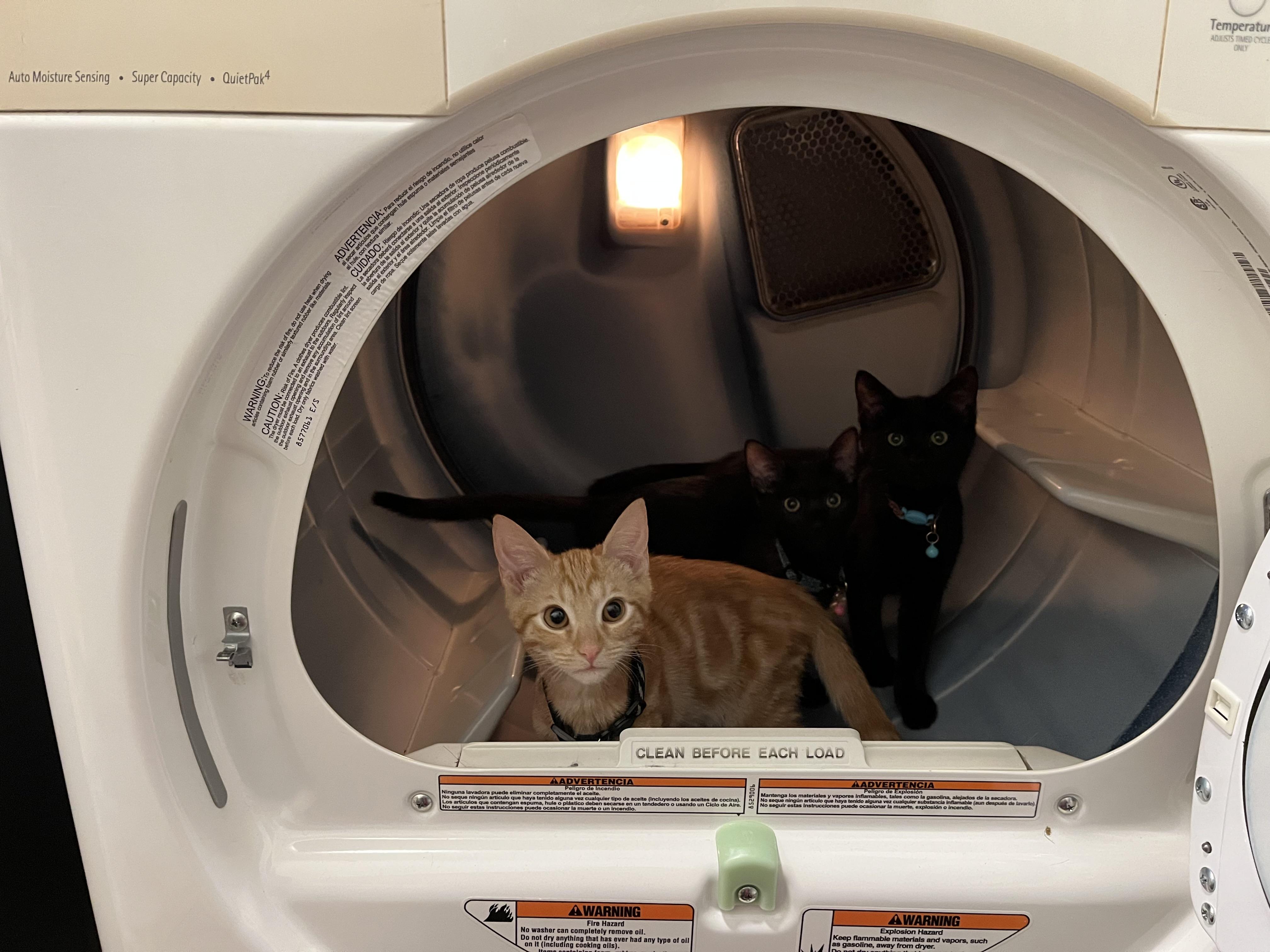 Enlarge Squash, an adopted Domestic Short Hair in Seneca, SC image 3/6