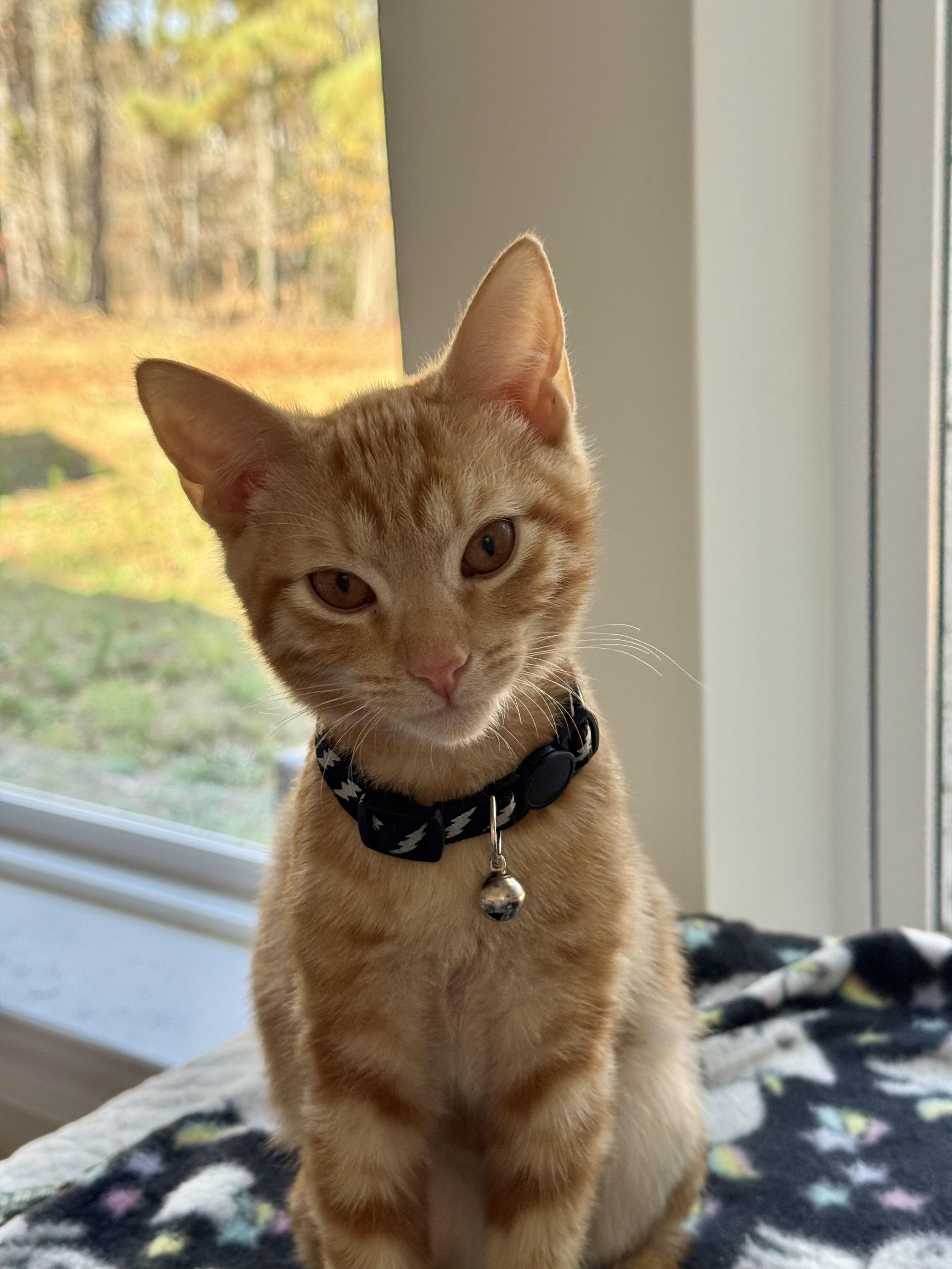 Enlarge Squash, an adopted Domestic Short Hair in Seneca, SC image 4/6