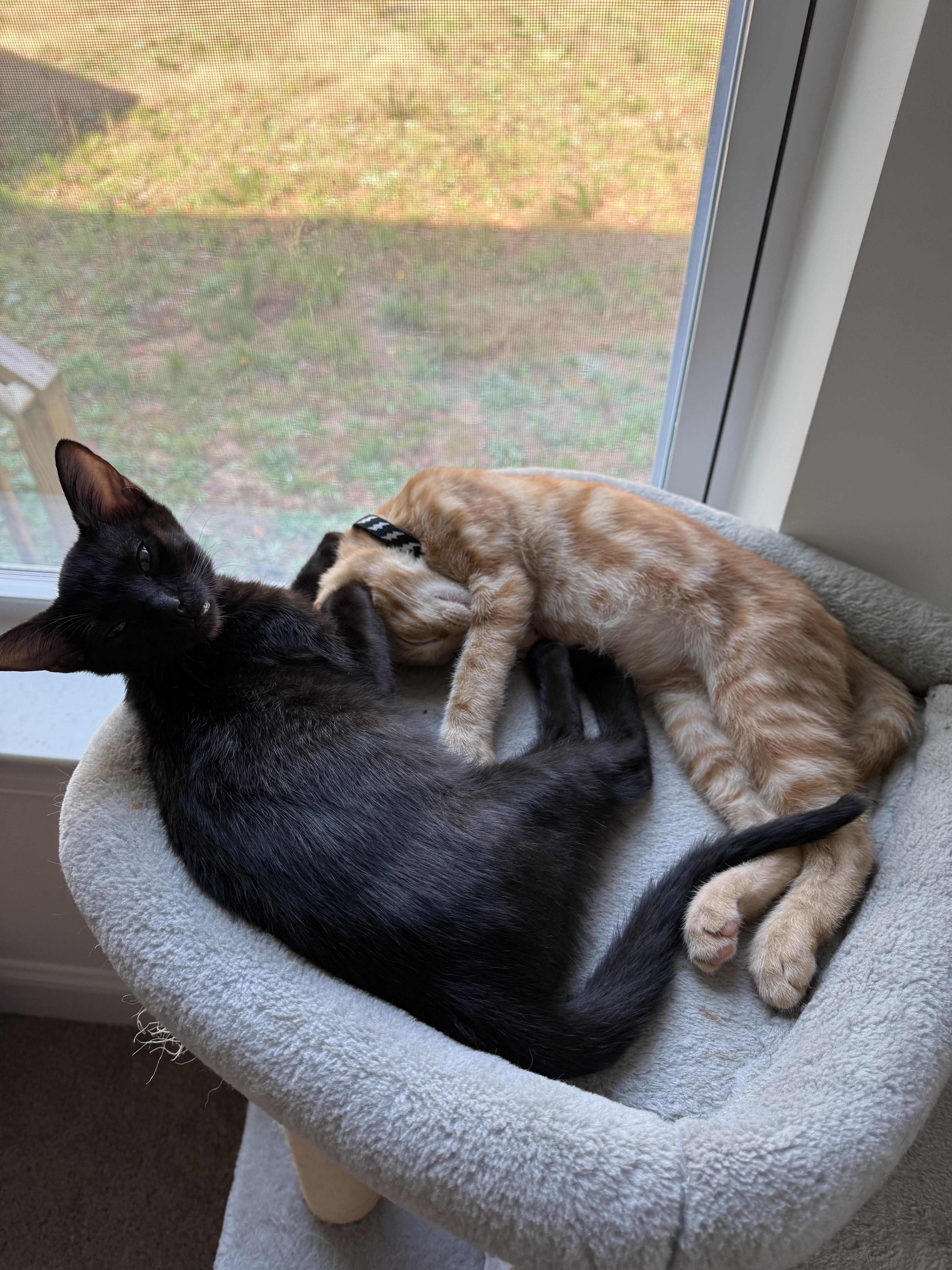 Enlarge Squash, an adopted Domestic Short Hair in Seneca, SC image 6/6