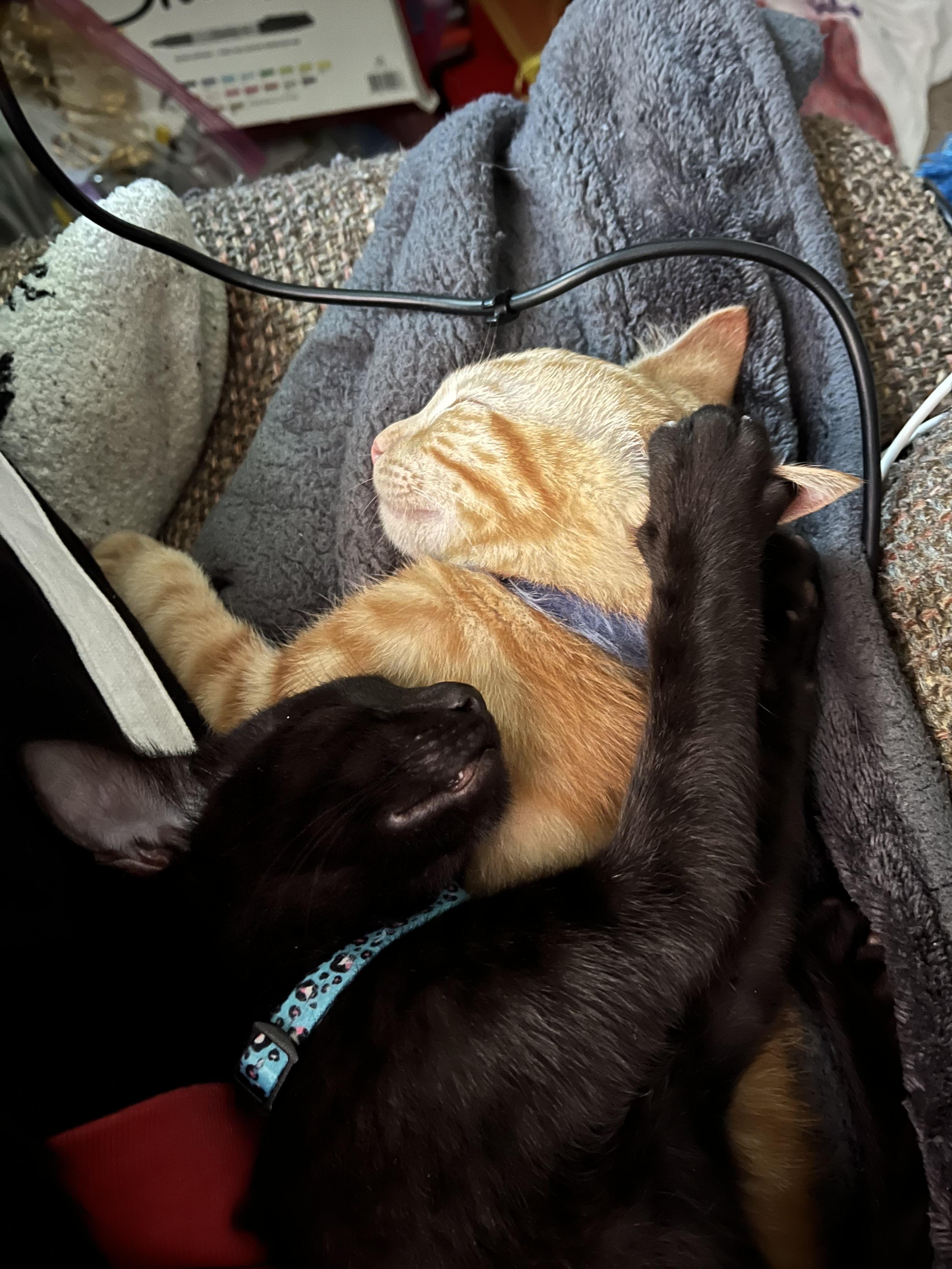 Enlarge Squash, an adopted Domestic Short Hair in Seneca, SC image 5/6