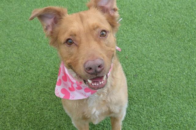 Enlarge BILLIE, a Adoptable mixed breed in Fort Lauderdale, FL image 1/1