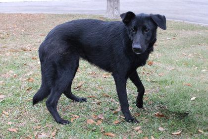 Griffin, Adoptable, Adult Male Labrador Retriever & German Shepherd Dog.