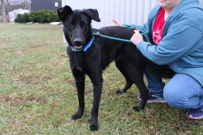 Enlarge Griffin, a Adoptable mixed breed in Kansas City, MO image 2/2