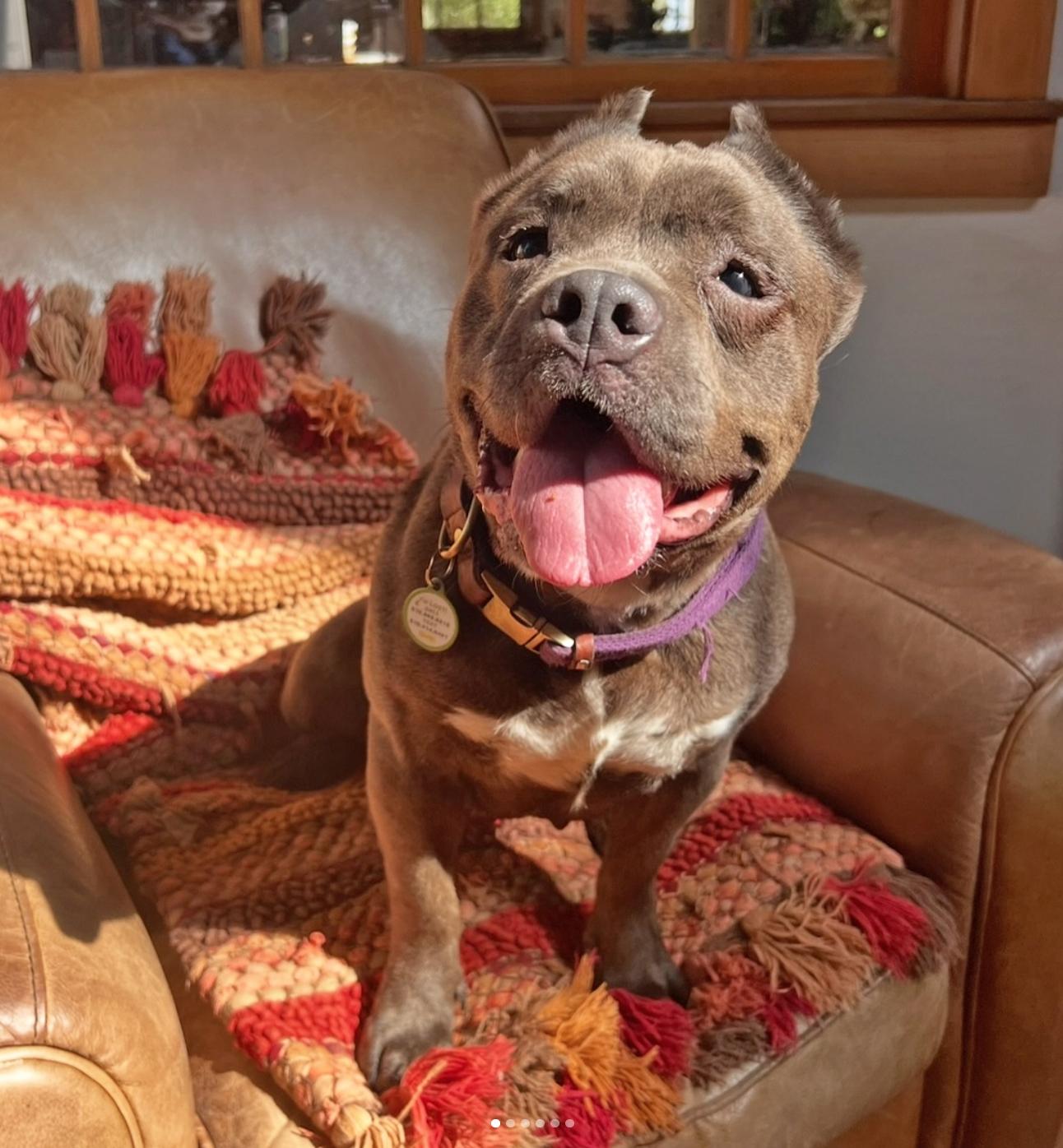 the Amazing Zora!, an adopted American Bully in Oakland, CA image 5/5