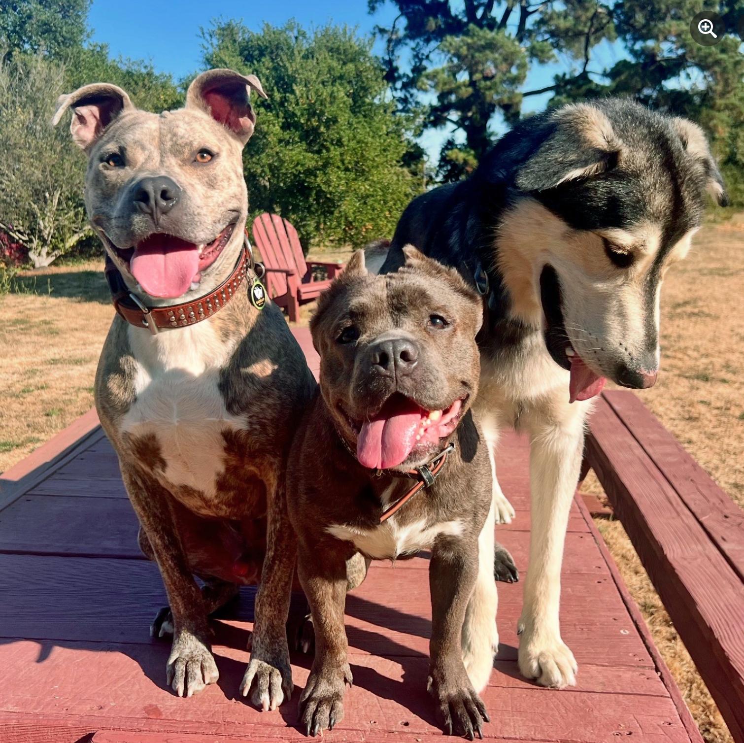 the Amazing Zora!, an adopted American Bully in Oakland, CA image 2/5