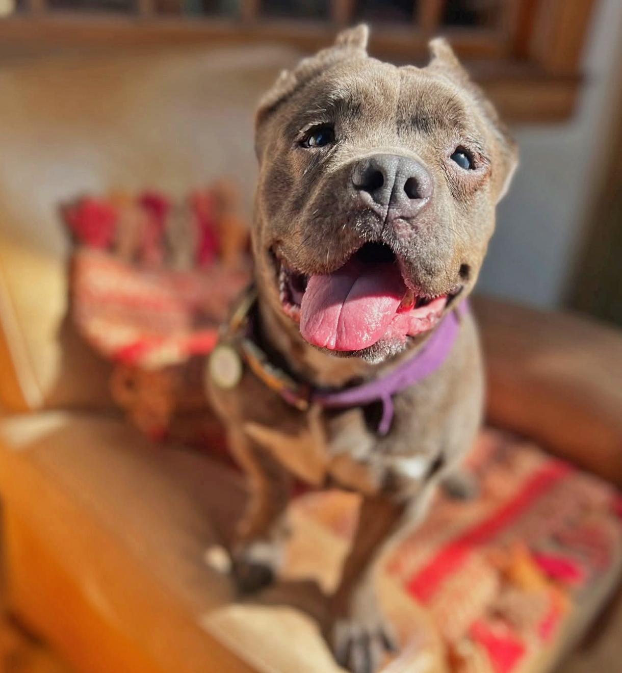 the Amazing Zora!, an adopted American Bully in Oakland, CA image 3/5
