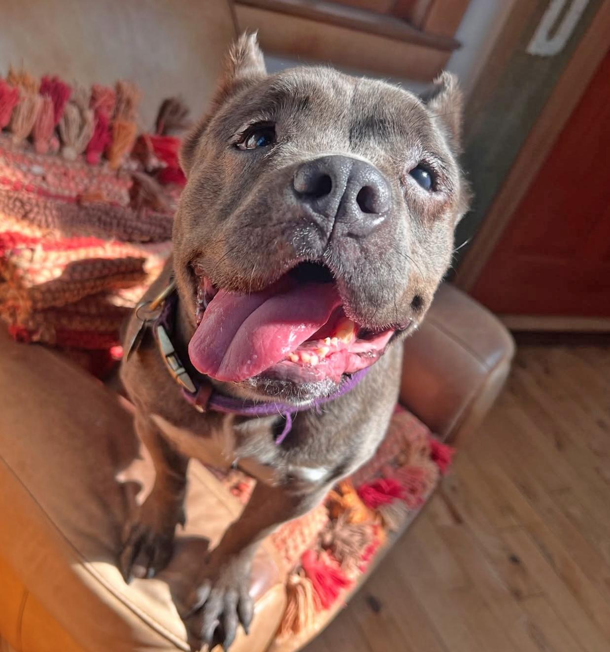 the Amazing Zora!, adopted, Adult Female American Bully.