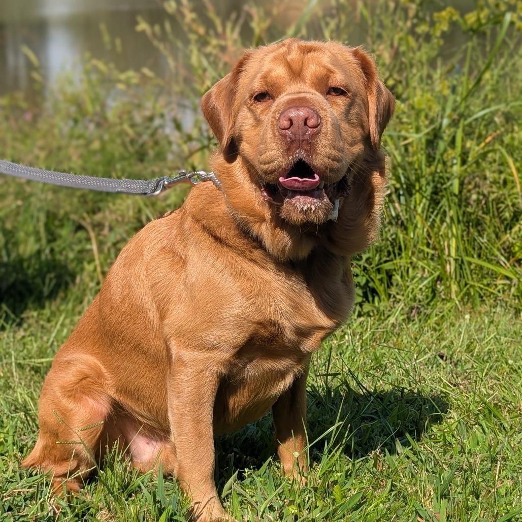 Polo"paco" thumbnail 2