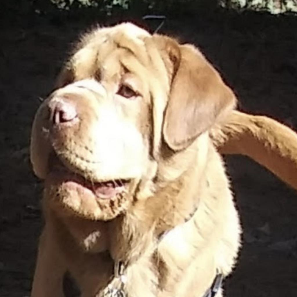 Polo"paco" thumbnail 3