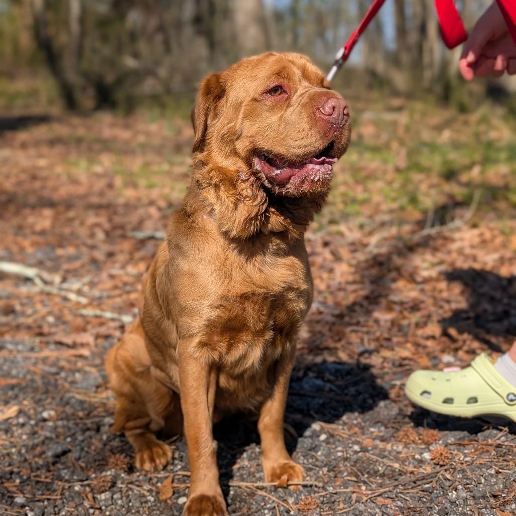 Polo"paco" thumbnail 4