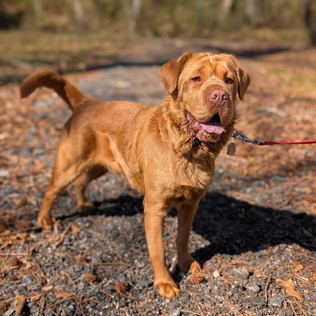 Polo"paco" thumbnail 5