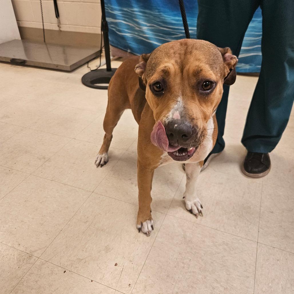 Maggie, Adoptable, Adult Female Mixed Breed.