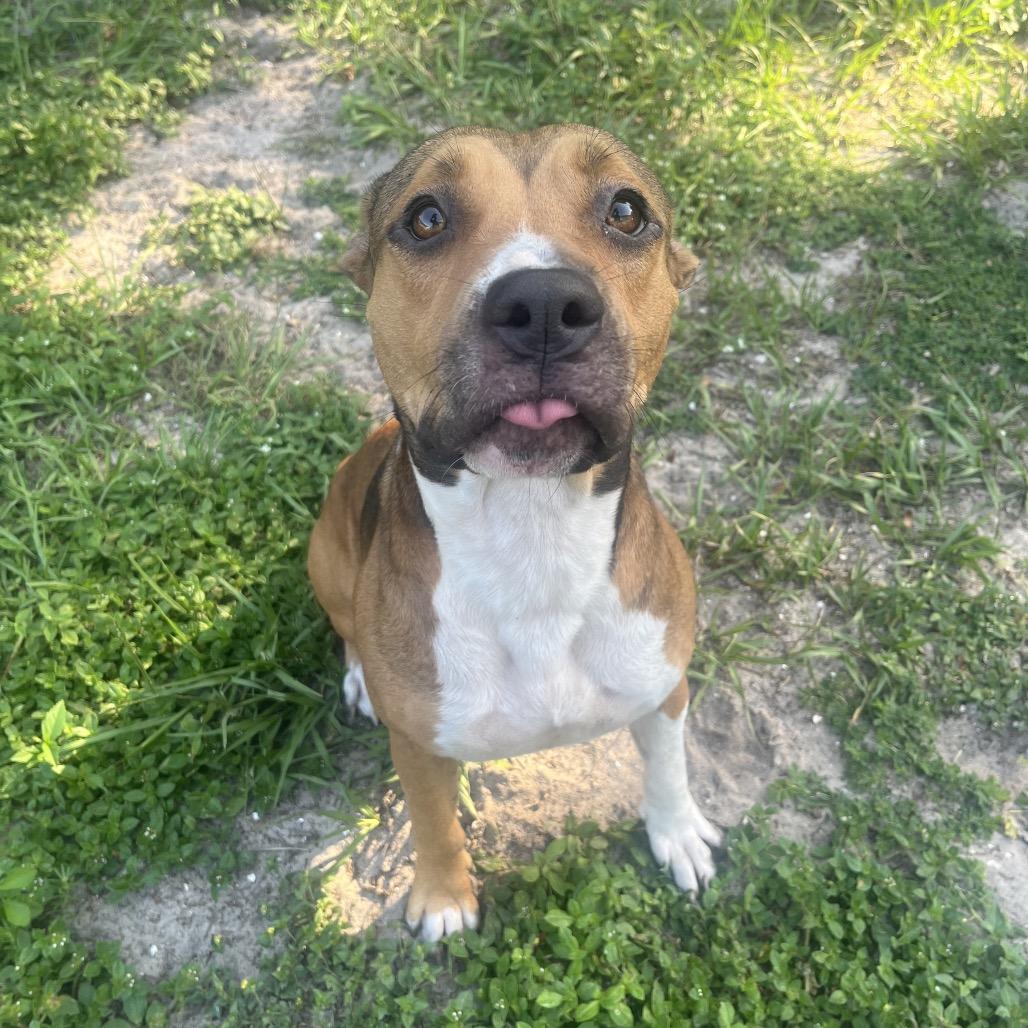 Enlarge Maggie, a Adoptable Mixed Breed in Lake Panasoffkee, FL image 2/6