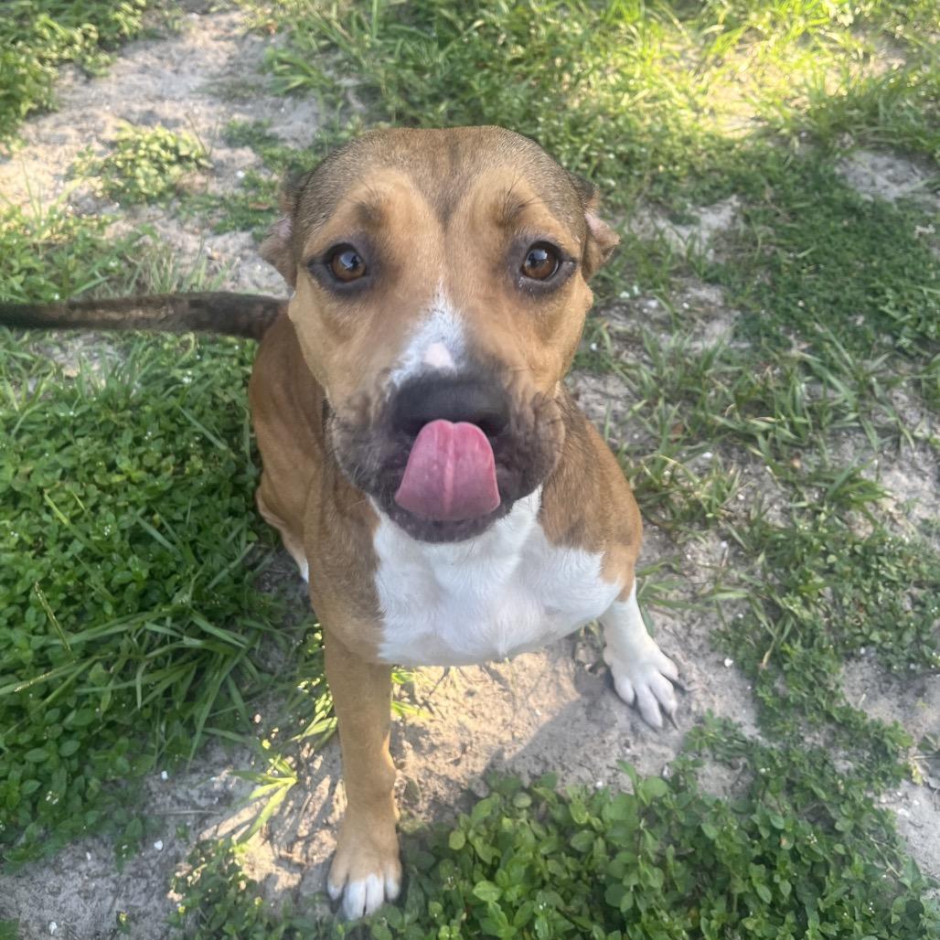 Enlarge Maggie, a Adoptable Mixed Breed in Lake Panasoffkee, FL image 3/6