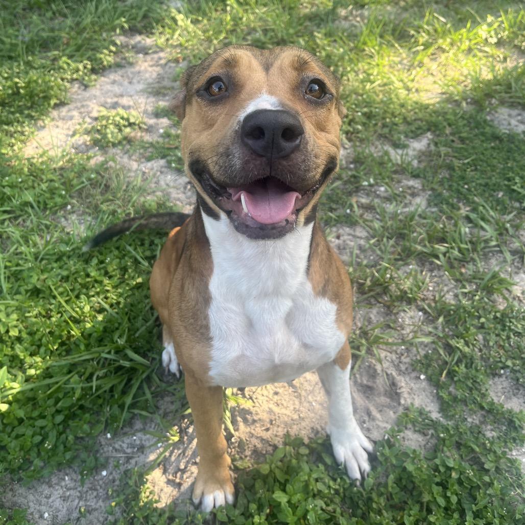 Enlarge Maggie, a Adoptable Mixed Breed in Lake Panasoffkee, FL image 4/6