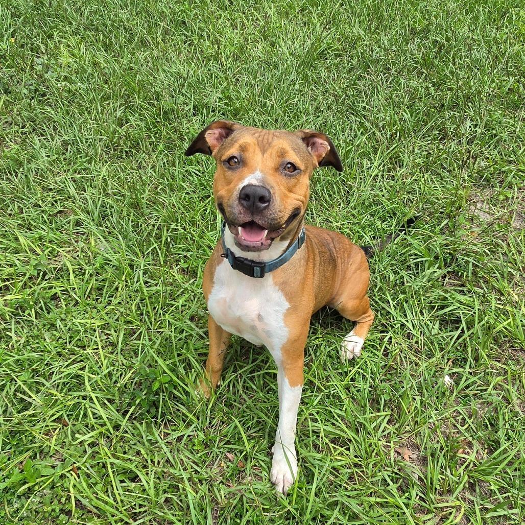 Enlarge Maggie, a Adoptable Mixed Breed in Lake Panasoffkee, FL image 5/6