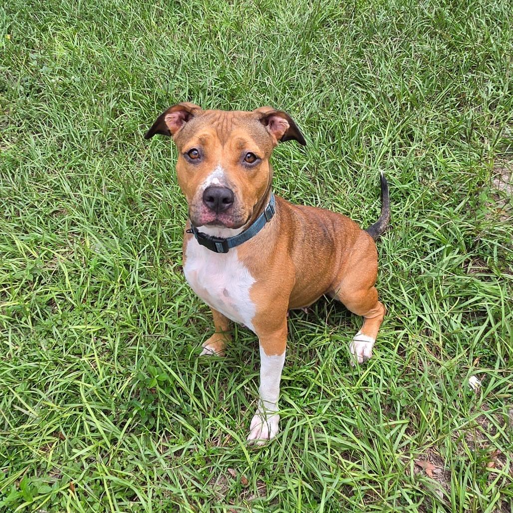 Enlarge Maggie, a Adoptable Mixed Breed in Lake Panasoffkee, FL image 6/6