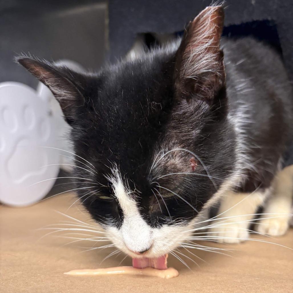 Turkey, Adoptable, Senior Female Domestic Short Hair.