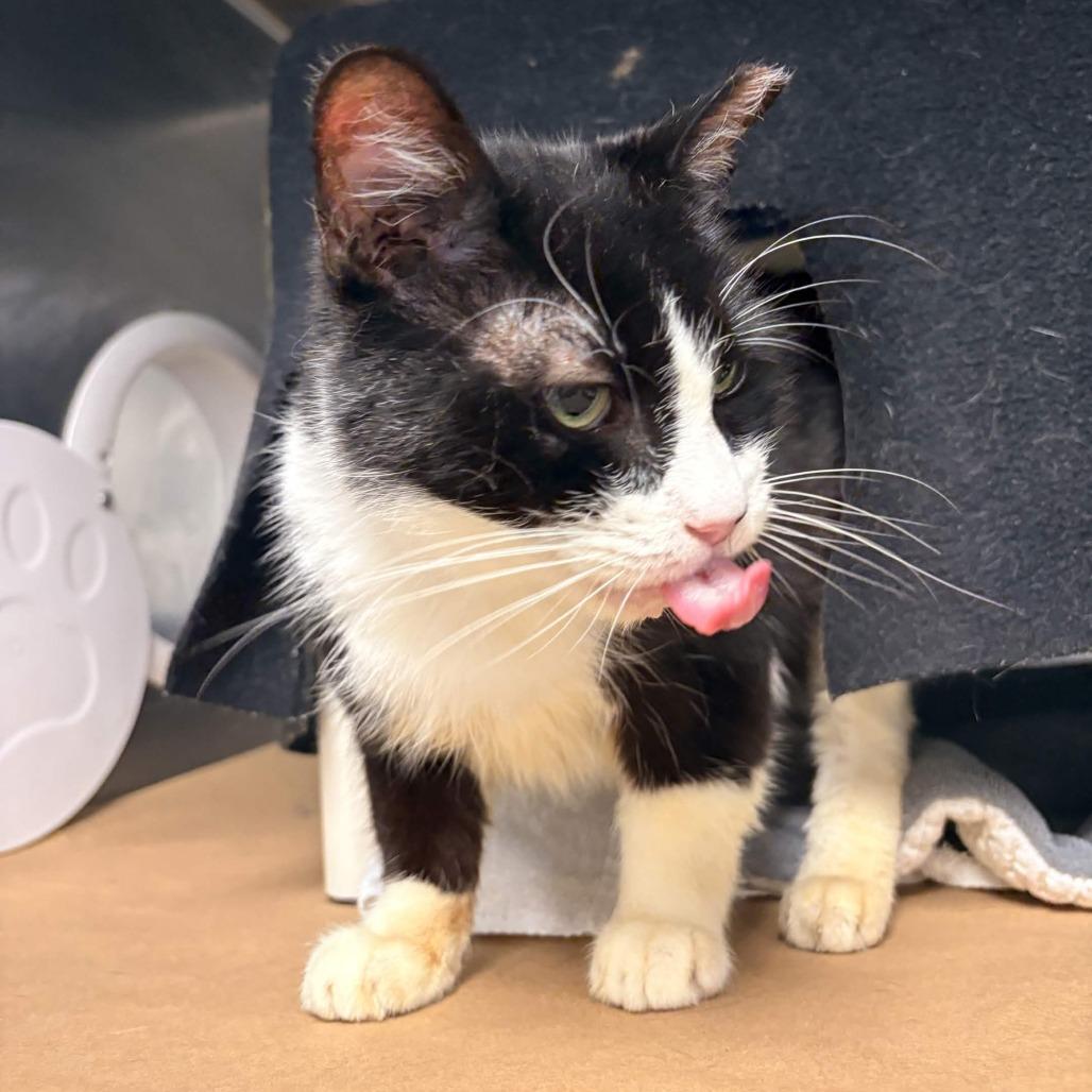 Turkey, a Adoptable Domestic Short Hair in Greenville, SC image 2/5