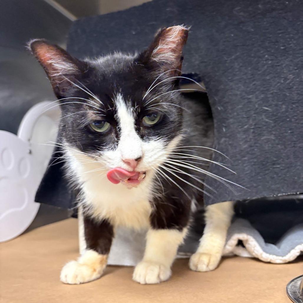 Turkey, a Adoptable Domestic Short Hair in Greenville, SC image 3/5