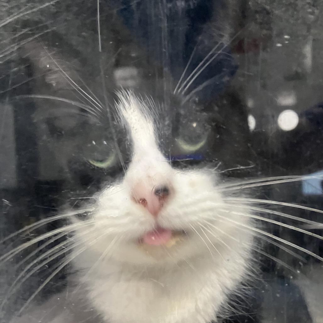 Turkey, a Adoptable Domestic Short Hair in Greenville, SC image 4/5