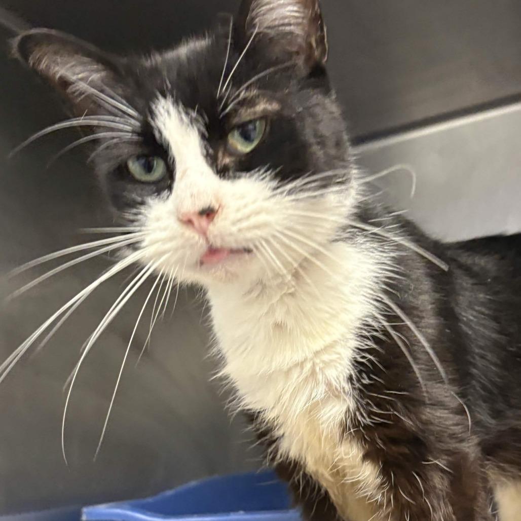 Turkey, a Adoptable Domestic Short Hair in Greenville, SC image 5/5