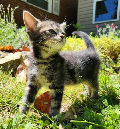 Rosemary, Adoptable, Kitten Female Domestic Short Hair & Domestic Short Hair.