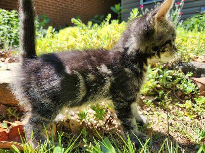 Rosemary, a Adoptable mixed breed in Wilkesboro, NC image 2/3