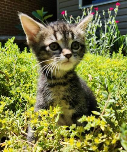 Rosemary, a Adoptable mixed breed in Wilkesboro, NC image 3/3