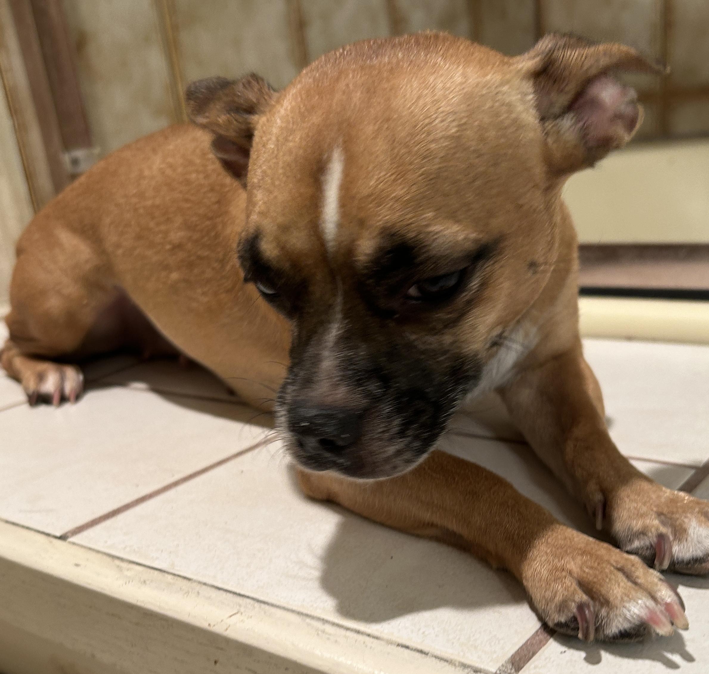Enlarge RUBY, a Adoptable mixed breed in El Cajon, CA image 6/6