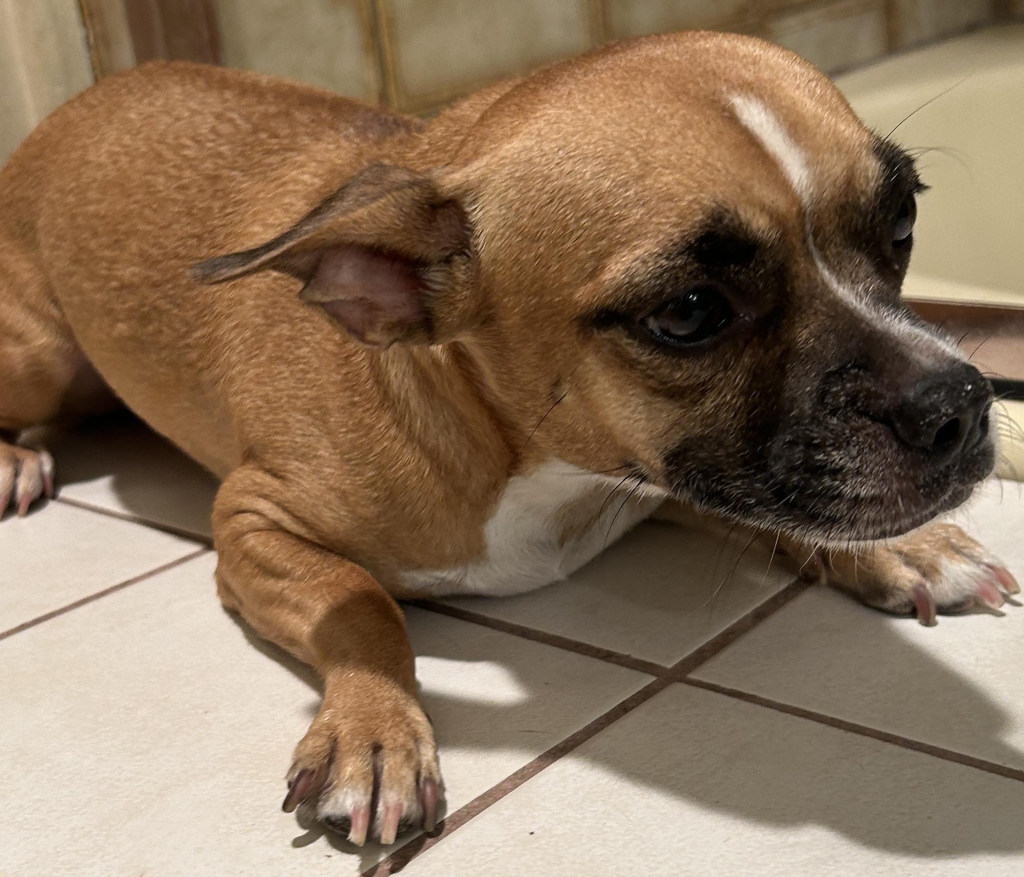 Enlarge RUBY, a Adoptable mixed breed in El Cajon, CA image 4/6