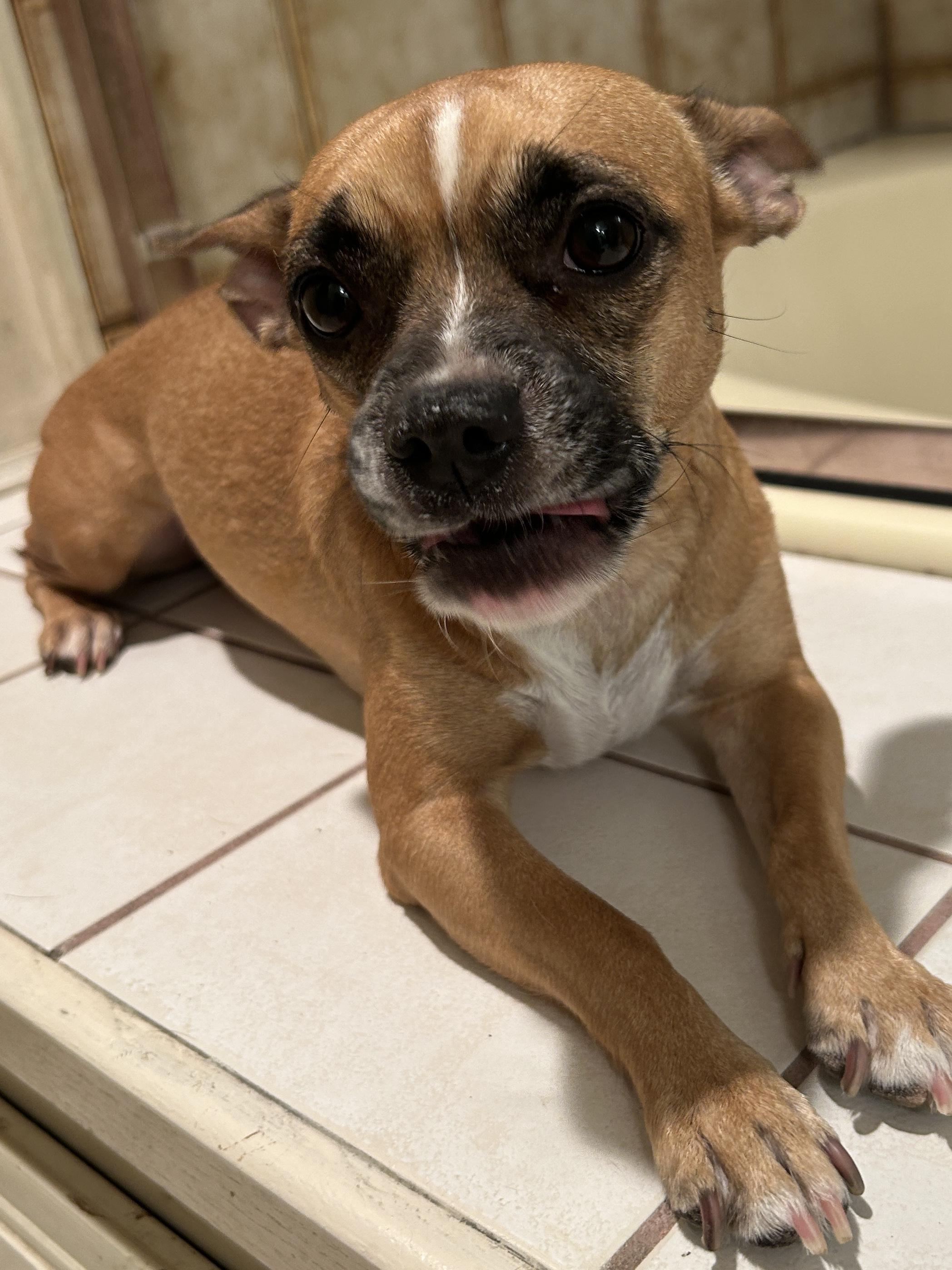 Enlarge RUBY, a Adoptable mixed breed in El Cajon, CA image 2/6