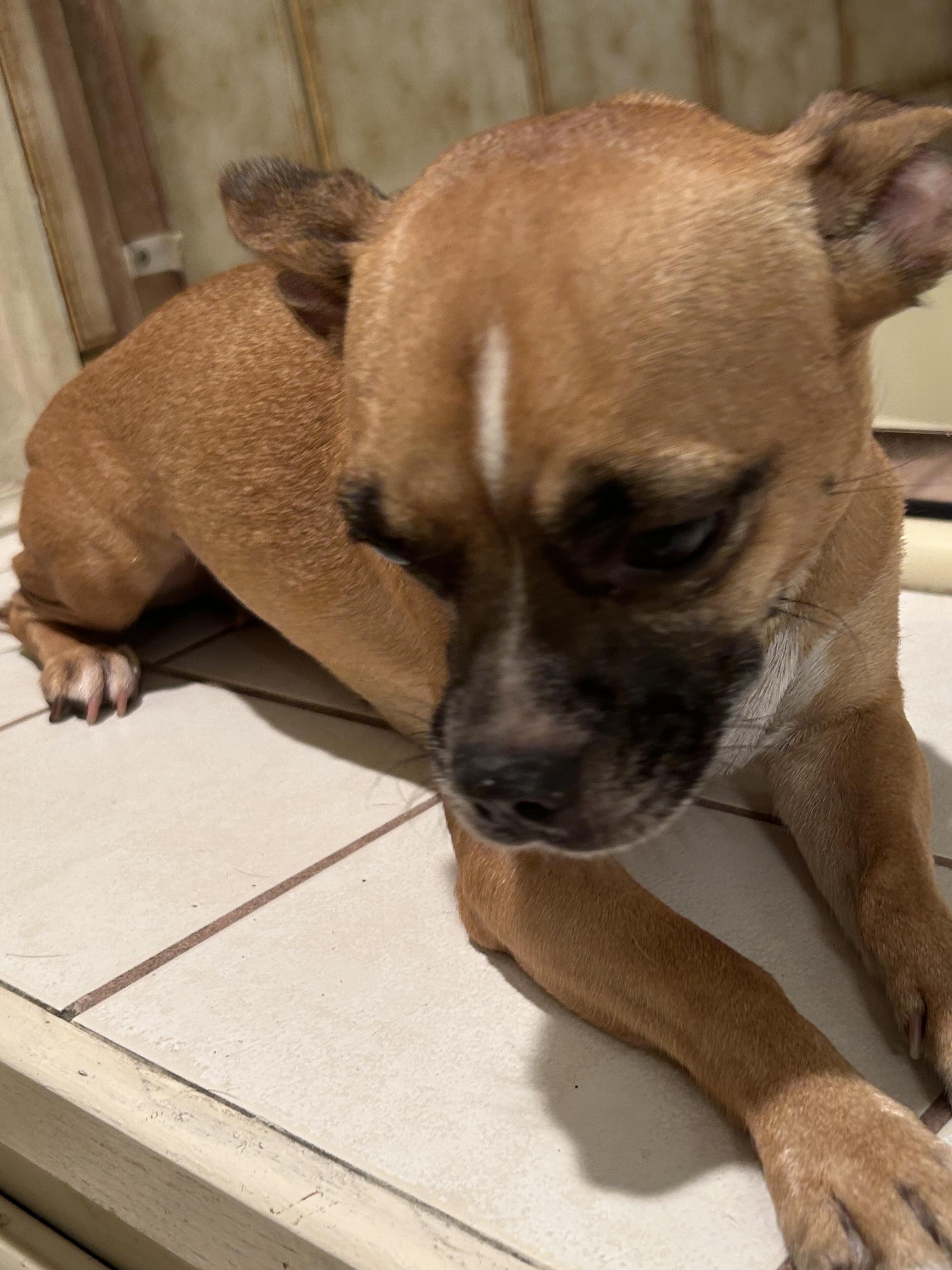 Enlarge RUBY, a Adoptable mixed breed in El Cajon, CA image 3/6