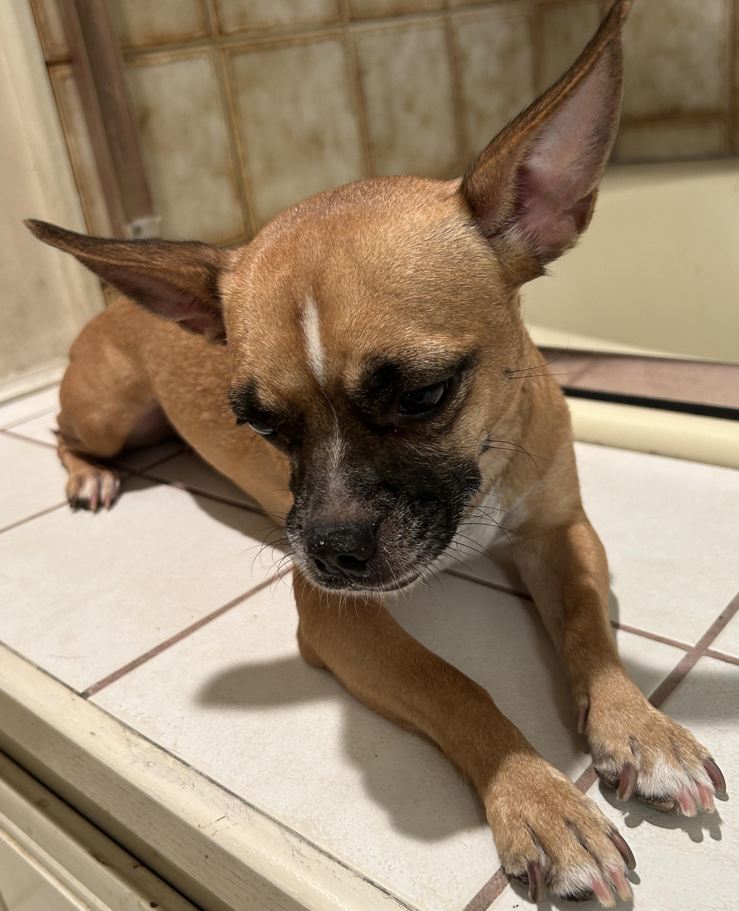 Enlarge RUBY, a Adoptable mixed breed in El Cajon, CA image 5/6