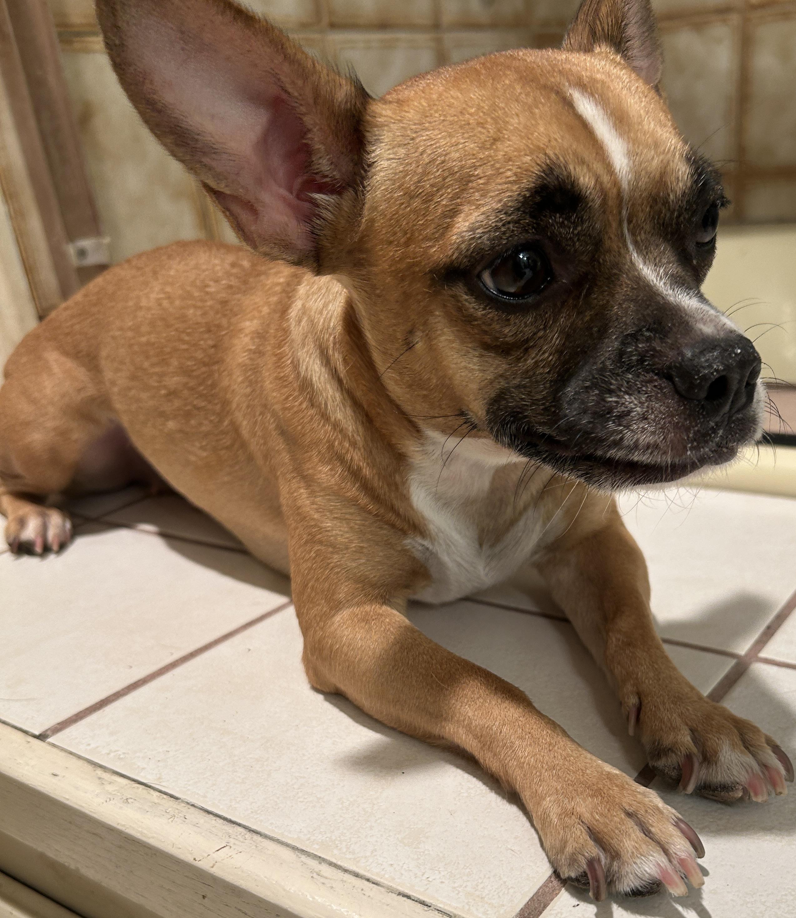 RUBY, Adoptable, Young Female Chihuahua & Pug.