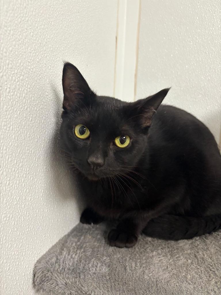 Enlarge Crow, a Adoptable mixed breed in Corpus Christi, TX image 1/1