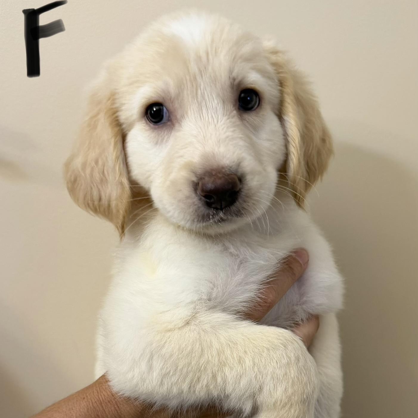 Enlarge Kai, a Adopted mixed breed in Hamilton , NJ image 1/1