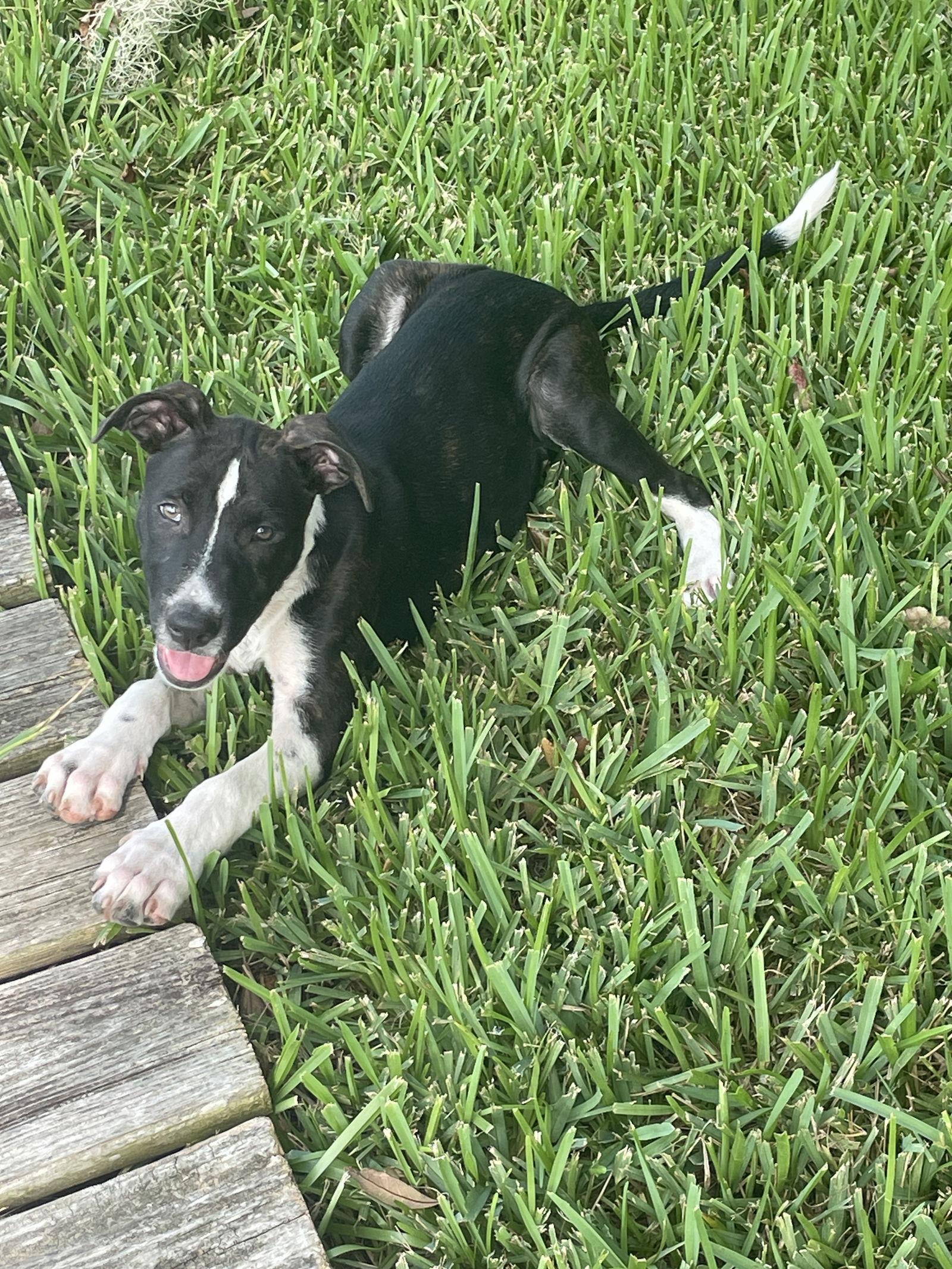Bojangles, Adoptable, Puppy Male American Bulldog.