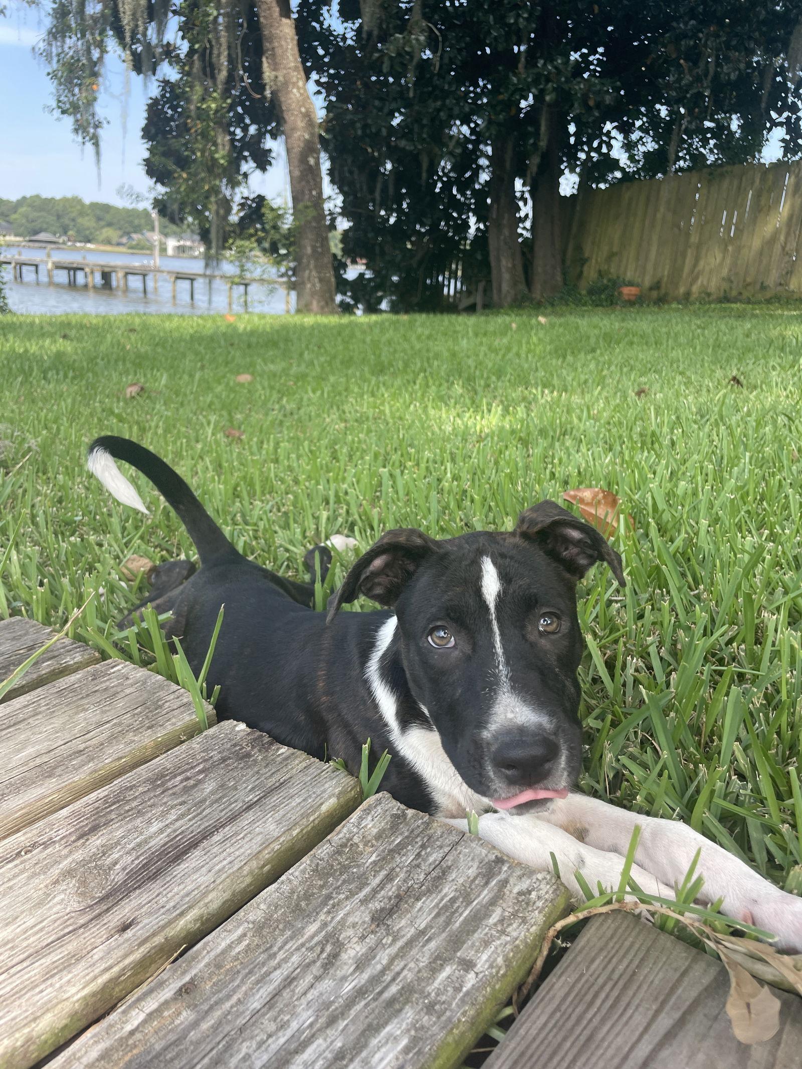 Bojangles, a Adoptable American Bulldog in Mobile, AL image 2/3