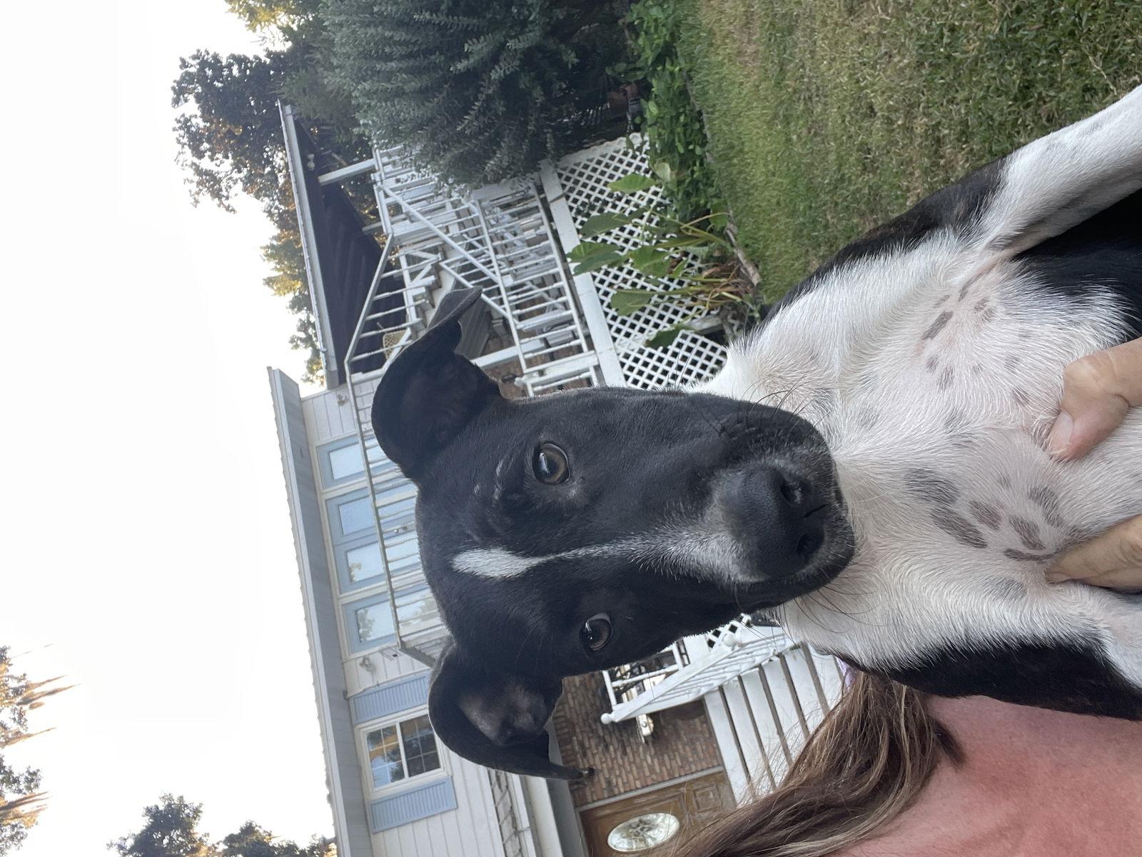 Bojangles, a Adoptable American Bulldog in Mobile, AL image 3/3