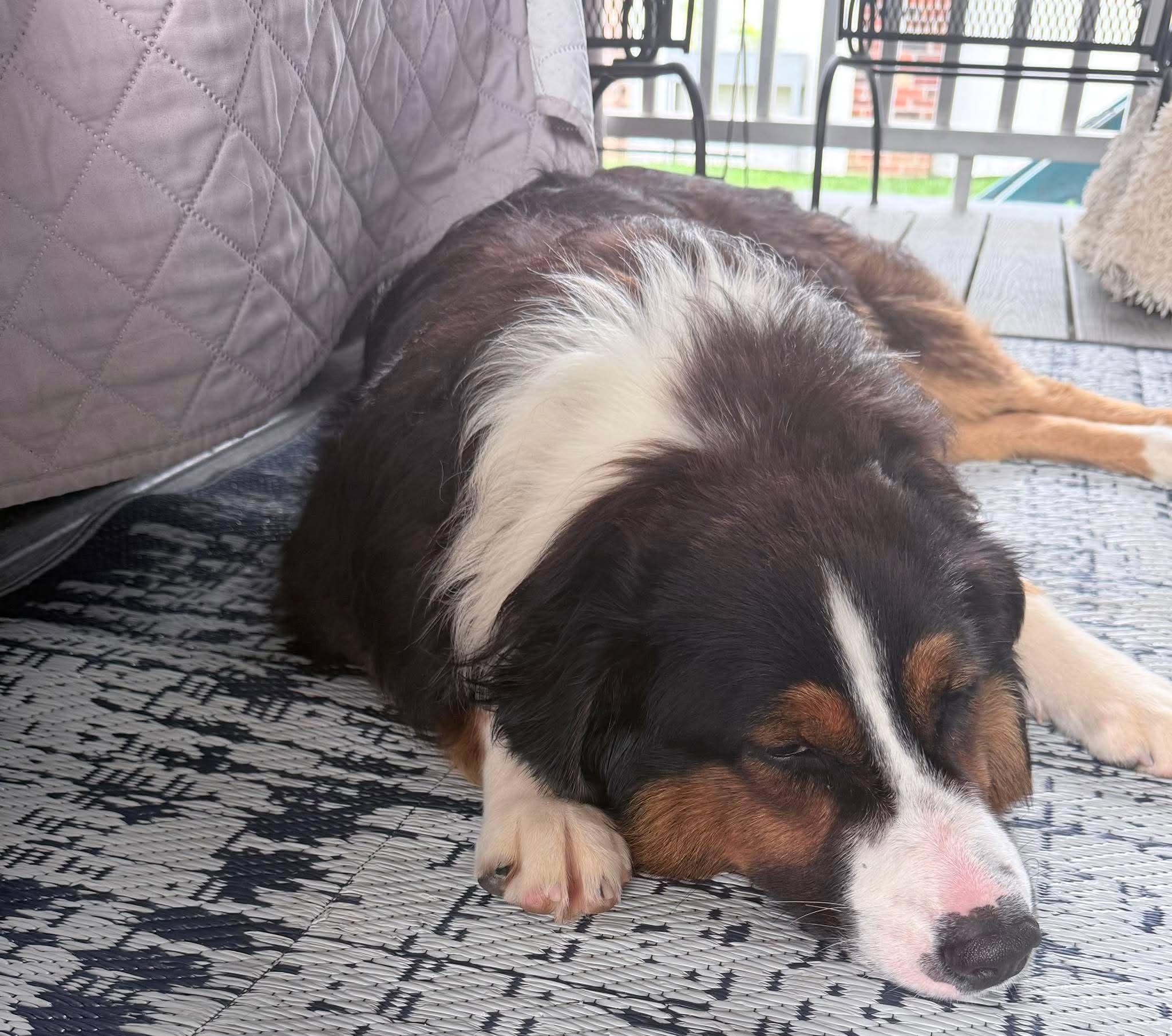 Lyle, a ADOPTABLE Australian Shepherd in St. Clairsville, OH image 3/4